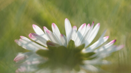 Close-Up Of A Daisy (Bellis Perennis) - 16:9 © Sonja