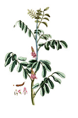 Indigofera tinctoria, Indigopflanze, Nutzpflanze, Heilpflanze