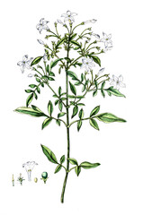 Jasminum officinale, Echter Jasmin oder Gewöhnlicher Jasmin, Nutzpflanze, Heilpflanze