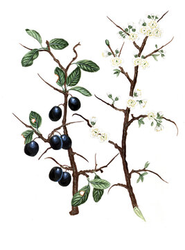 Prunus spinosa, Schwarzdorn, Schlehe, Schlehendorn, Heckendorn, Nutzpflanze, Heilpflanze