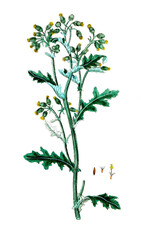 Senesio vulgaris, Gewöhnliches Greiskraut, Nutzpflanze, Heilpflanze