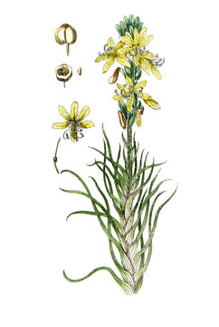 Asphodelus luteus, Gelber Affodill, fr&uuml;her auch Goldwurz, Nutzpflanze, Heilpflanze