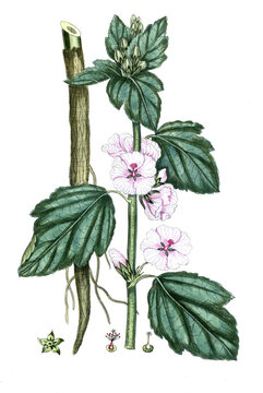 Althea officinalis, Echter Eibisch, Nutzpflanze, Heilpflanze