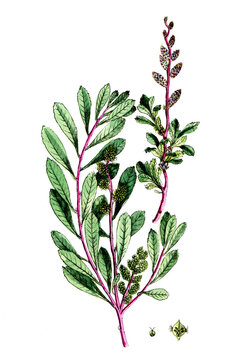 Myrica gale, Gagelstrauch, auch Gagel oder Moor-Gagel und Talgstrauch, Nutzpflanze, Heilpflanze