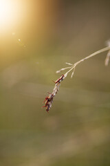 Photo of ticks on dry grass.
