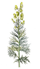 Naklejka premium Aconitum anthora, Gift-Eisenhut, Nutzpflanze, Heilpflanze