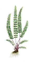 Asplenium trichomanes, Braunstieliger Streifenfarn, Brauner Streifenfarn, Nutzpflanze, Heilpflanze