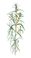 Salfola soda, Salzkraut, Mönchsbart, Nutzpflanze, Heilpflanze