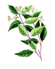 Lonicera diervilla, Kanadisches Buschgeißblatt, Nutzpflanze, Heilpflanze