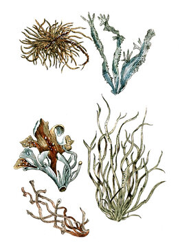 Lichen roccella, Flechte, Nutzpflanze, Heilpflanze