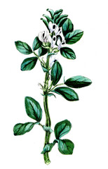 Vicia faba, Ackerbohne, Nutzpflanze, Heilpflanze