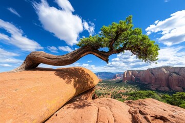 A tree branch stretching out over a canyon, framing a breathtaking mountain view