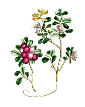 Vaccinium vitis idcea, Preiselbeere, Nutzpflanze, Heilpflanze