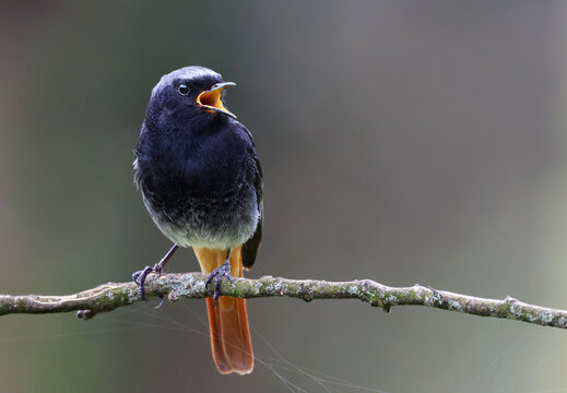 Male black redstart (Phoenicurus ochruros) singing with its beak wide open. Beautiful garden songbird perched on a tree branch, isolated background. Bird in nature with space for text.