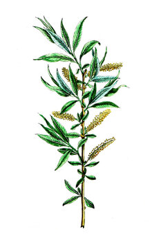 Salix alba, Silberweide, Silber-Weide, Nutzpflanze, Heilpflanze