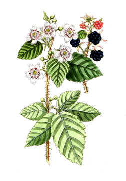 Rubus fruticosus, Brombeere, Nutzpflanze, Heilpflanze