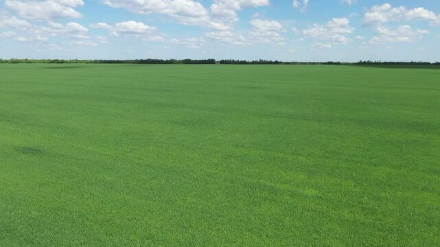 HD. Bird's eye view of green fields in summer