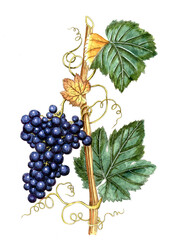 Fototapeta premium Vitis vinfera, Weinrebe, Nutzpflanze, Heilpflanze