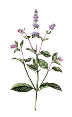 Mentha piperita, Pfefferminze, Nutzpflanze, Heilpflanze © Bildagentur-o