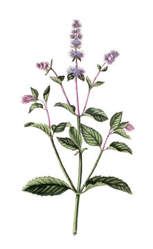 Mentha piperita, Pfefferminze, Nutzpflanze, Heilpflanze