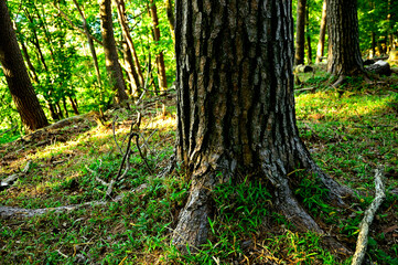 御坂山地の十二ヶ岳　アカマツの幹
