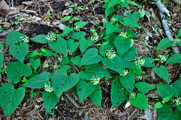 御坂山地の十二ヶ岳　イケマ
