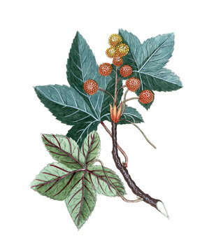 Liquidambar styraciflua, Amerikanischer Amberbaum, Nutzpflanze, Heilpflanze