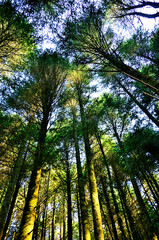 御坂山地の十二ヶ岳　朝日射すモミの森
