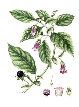 Atropa Belladonna, Schwarze Tollkirsche, Nutzpflanze, Heilpflanze