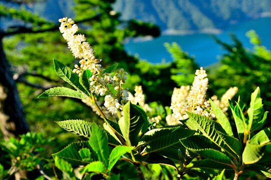 御坂山地の十二ヶ岳　リョウブ
