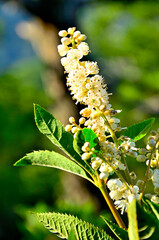 御坂山地の十二ヶ岳　リョウブ
