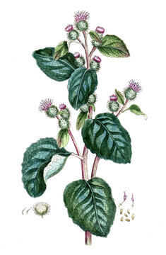 Arctium lappa, Gro&szlig;e Klette, Nutzpflanze, Heilpflanze