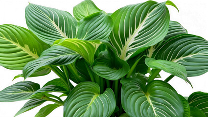 Obraz premium Fresh green leaves of hosta plant on white background