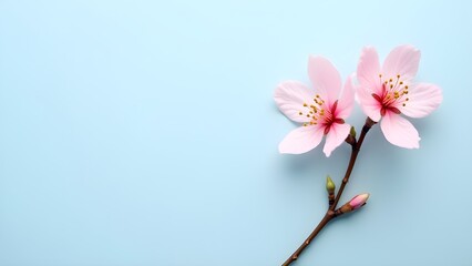 Fototapeta premium Soft Pink Almond Blossoms on Light Blue Background, Close-up Spring Flowers with Copy Space. Springtime Concept