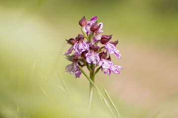 Orchis pourpre (Orchis purpurea) ou Petite demoiselle