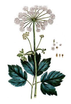 Imperatoria ostruthium, Meisterwurz, Nutzpflanze, Heilpflanze