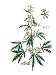 Cannabis sativa, Hanf, Hanfpflanze, Nutzpflanze, Heilpflanze