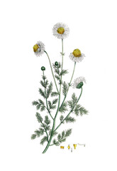 Anthemis nobilis, Chamaemelum nobile, R&ouml;mische Kamille