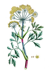 Bubon galbanum, Notobubon