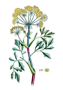 Bubon galbanum, Notobubon