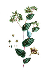 Bupleurum rotundifolium, Rundblättriges Hasenohr, Nutzpflanze, Heilpflanze
