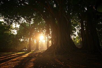 Sun shines through large trees in forest, casting long shadows on the ground