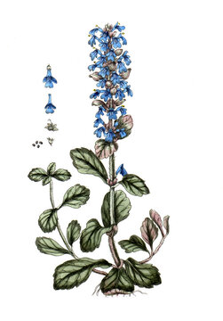 kirschlorbeer novita obi Kirschlorbeer Novita (Prunus laurocerasus 'Novita') | 175-200 cm im Topf
