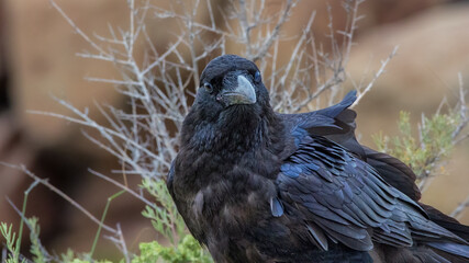 Common raven perched on a branch in desert landscape
