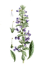 Lobelia siphilitica, Große Blaue Lobelie, Große Lobelie oder Blaue Kardinalblume, Nutzpflanze, Heilpflanze © Bildagentur-o