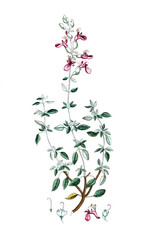 Teucrium marum, Katzen-Gamander oder Katzenkraut, Nutzpflanze, Heilpflanze