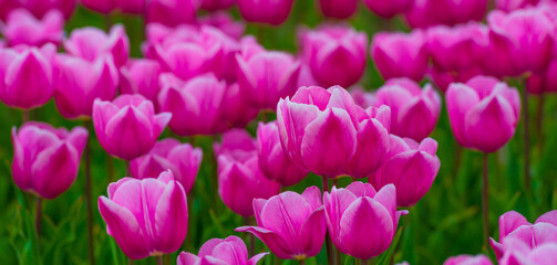 Colorful flowers growing in an agricultural field, Almere, Flevoland, The Netherlands, April 15, 2025