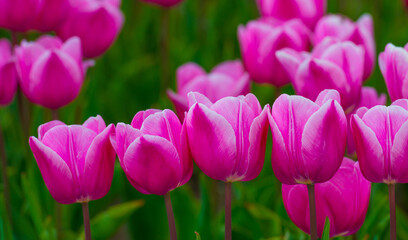 Colorful flowers growing in an agricultural field, Almere, Flevoland, The Netherlands, April 15, 2025