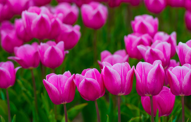 Fototapeta premium Colorful flowers growing in an agricultural field, Almere, Flevoland, The Netherlands, April 15, 2025