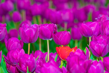 Colorful flowers growing in an agricultural field, Almere, Flevoland, The Netherlands, April 15, 2025
